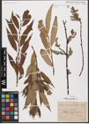Foto von Salix aurita L.